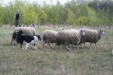 BORDER COLLIE - MOUTONS 084